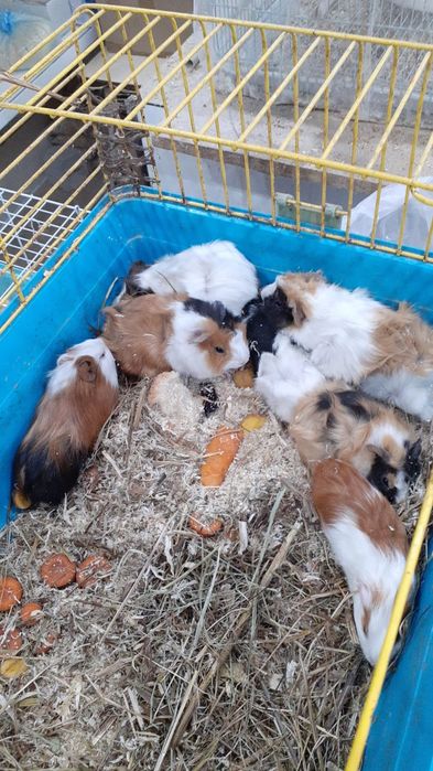 Морские свинки ;-)