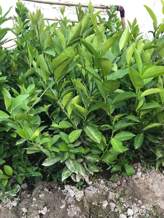 Лимон кочат бор икки йилик бир йилик