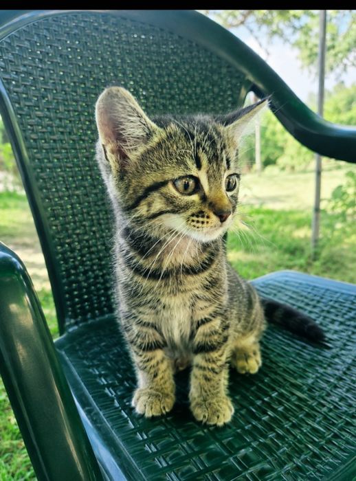 Търси си любящ дом! Котенцето е много игриво, любопитно и гальовно. С красива тигрова окраска,