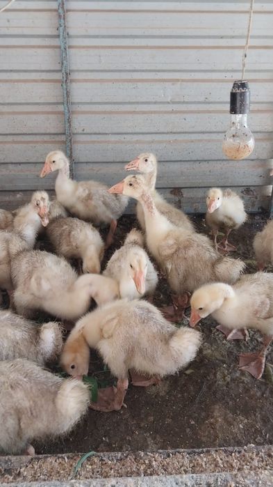 Гусята Линда и Крупно-серый