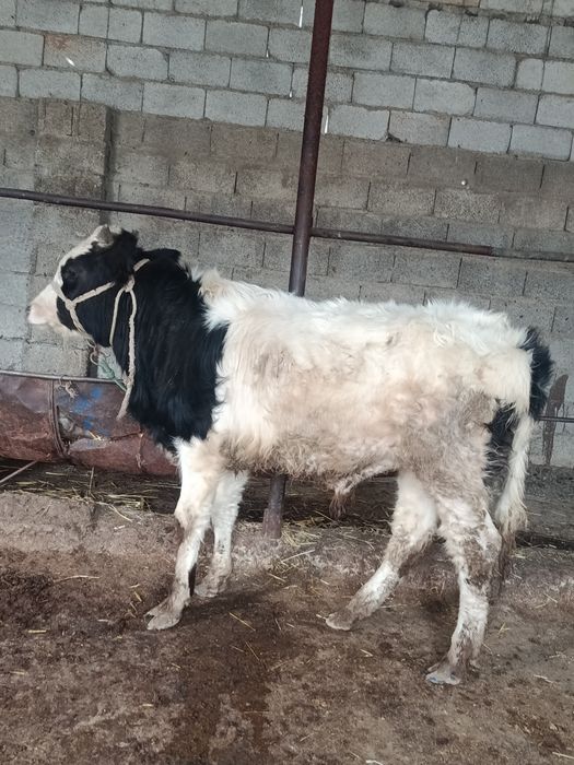 Буқа сатылады аа