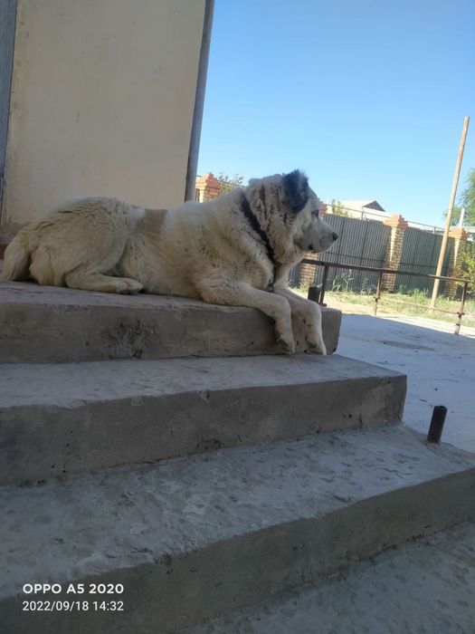 Ит сатылады пародасы төбет жақсы ит