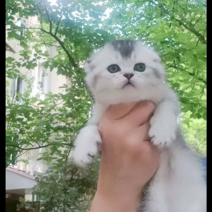 Продаётся чистокровный котята