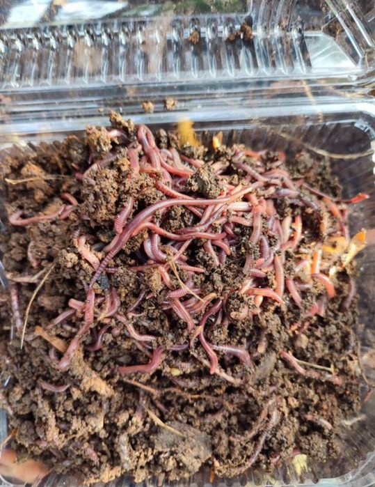Черви  для рыбалки
