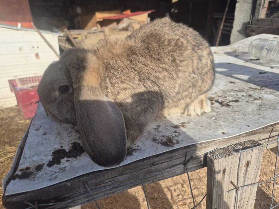 Vând mascul berbec german