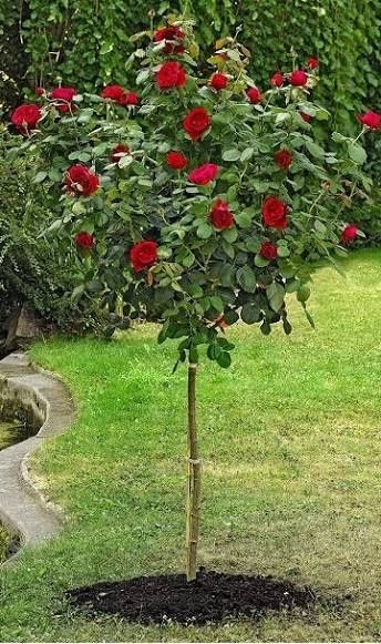 Штамбовая роза. Сотилади