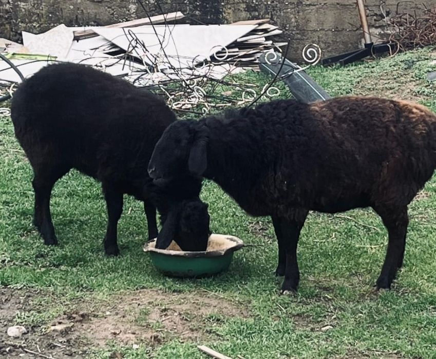 Қой сатылады ұрғашы