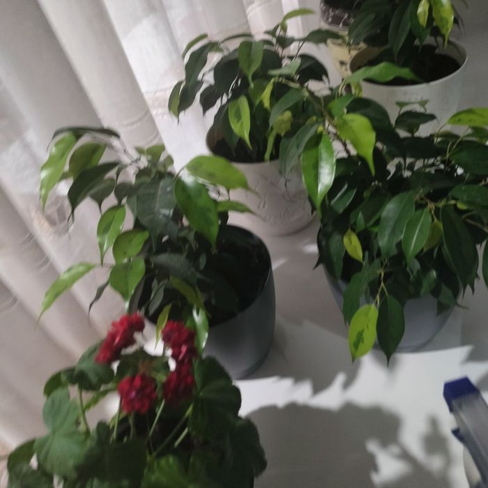 Продам фикус Бенджамина