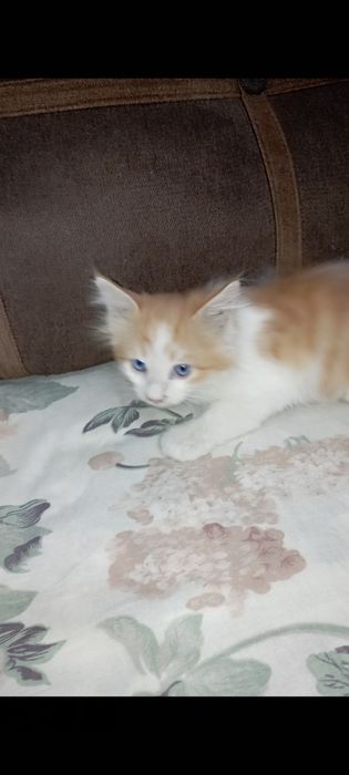 Одам котят хорошие добрые руки