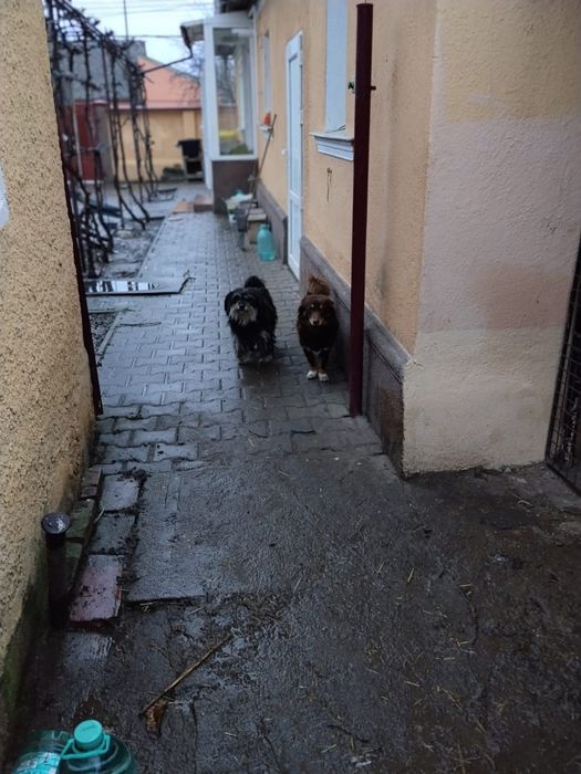 Donez căței talie mica