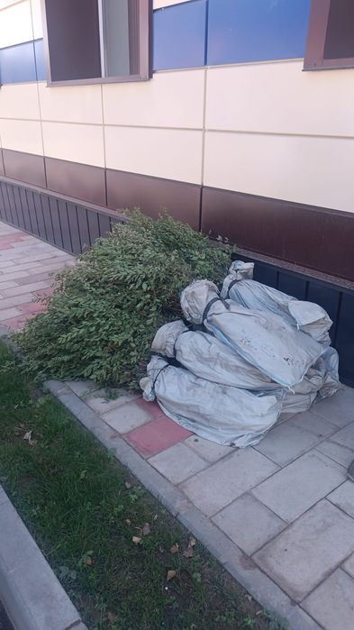 Лиственные деревья и кустарники.