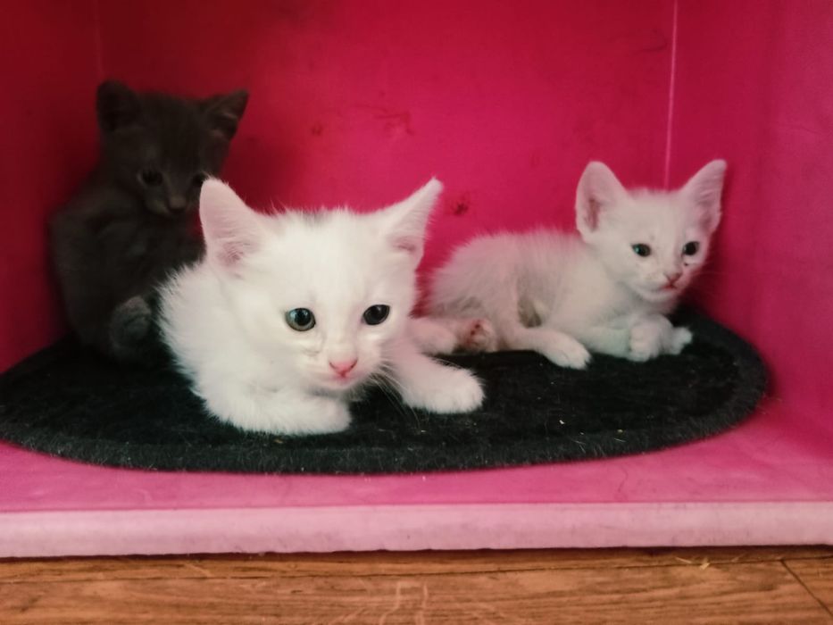 Котята в добрые руки))