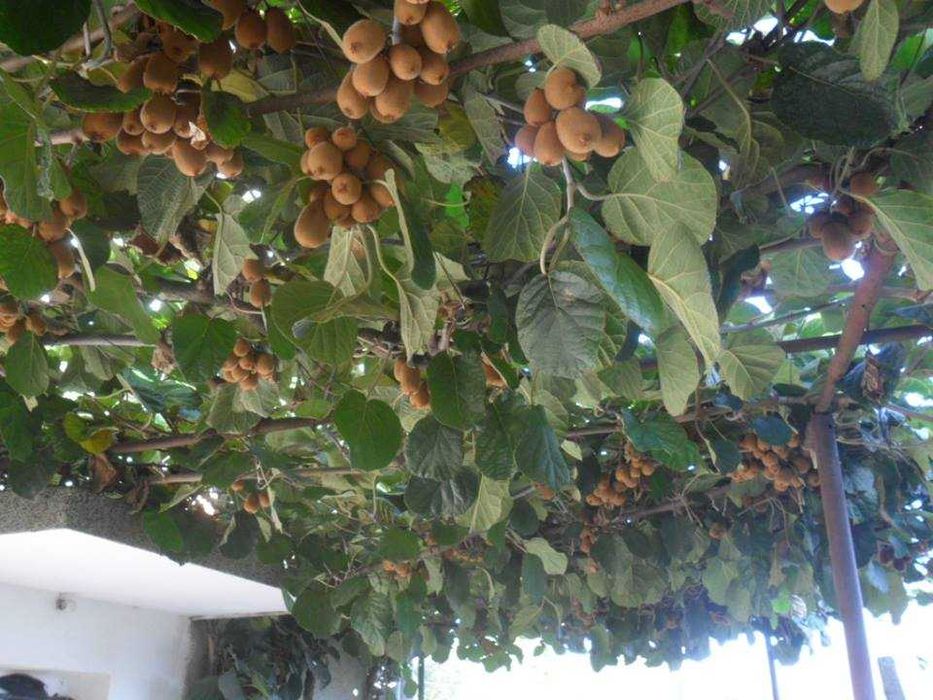 Киви сорт Бруноо