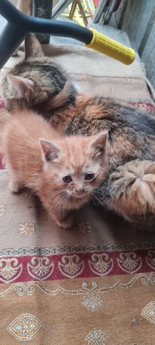 Котята 3 котика 1 кошачка