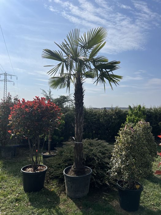 Palmieri rezistenti la inghet la pret minim garantat
