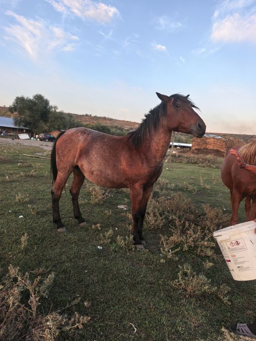 2 iepe și un cal de vânzare