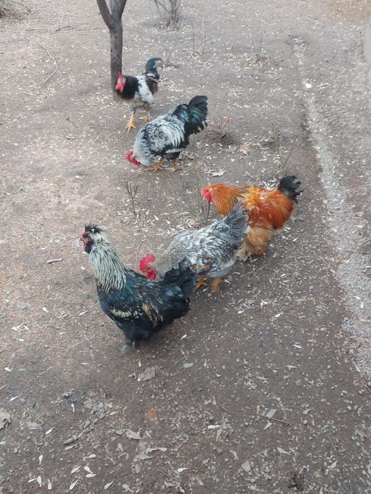 Продам петухов породы разные