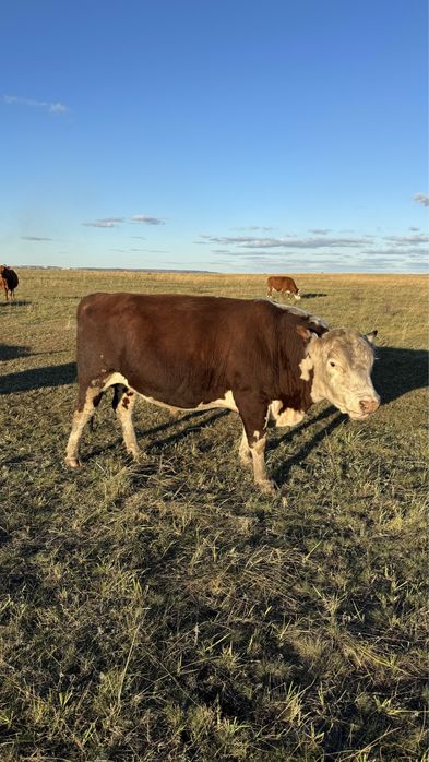 Бык бычки крс бука