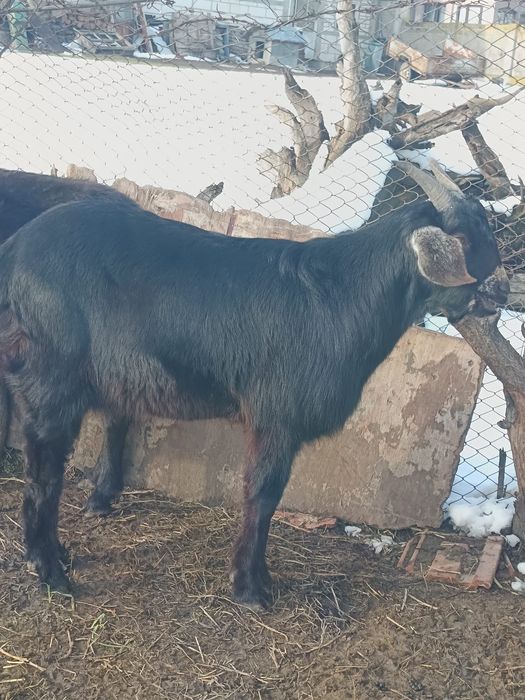 Vând țap anglonubian vârstă 1 an