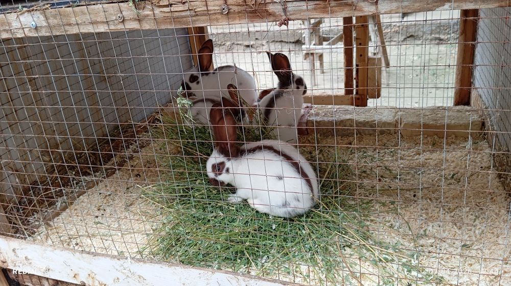 Strakach quyonlarimiz sotiladi