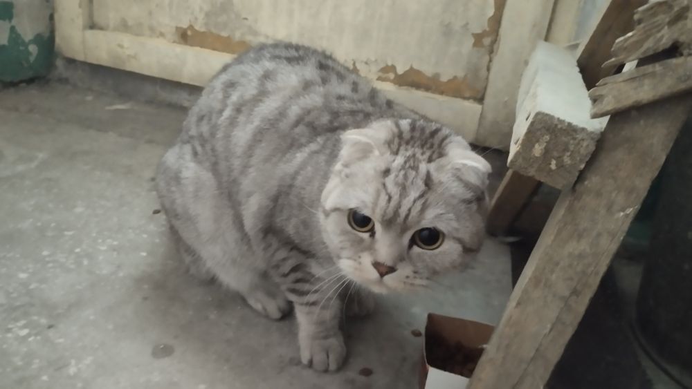 Найдена вислоухая кошка