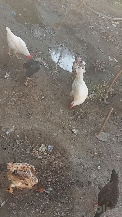 15 ta tavuq sotiladi
