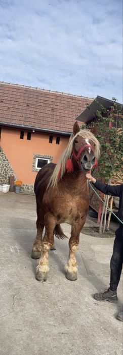 Armasar de monta sau de vanzare