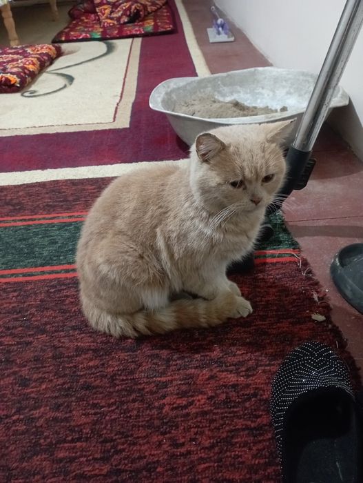 Mushuk sotiladi Biritanski skotsh