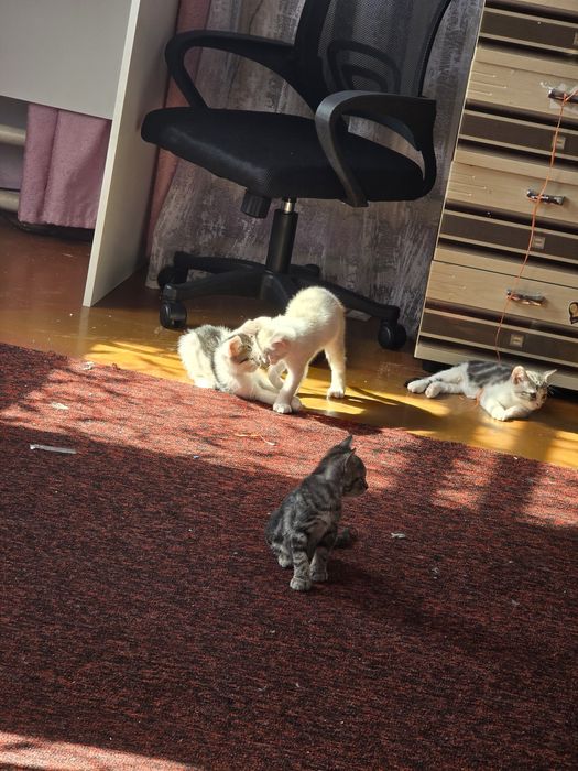 Отдам котят в добрые руки