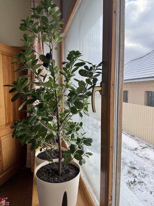 Фикус для офиса и дома