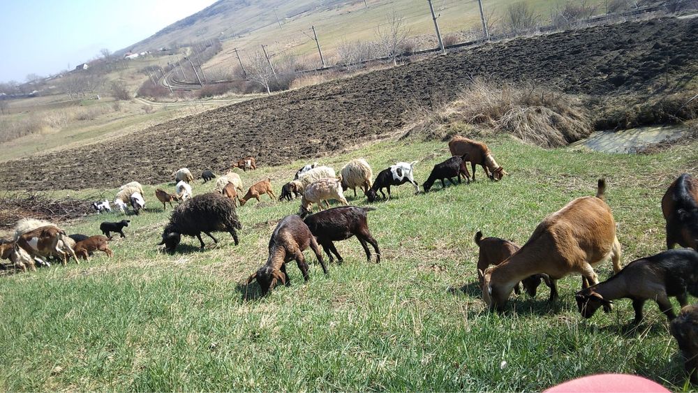 Capre de vanzare si oi