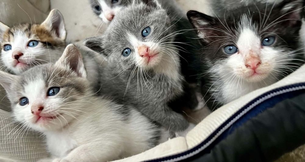 Малки     котенца