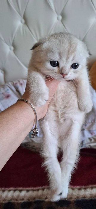 Скоттиш фолд. Кошечки
