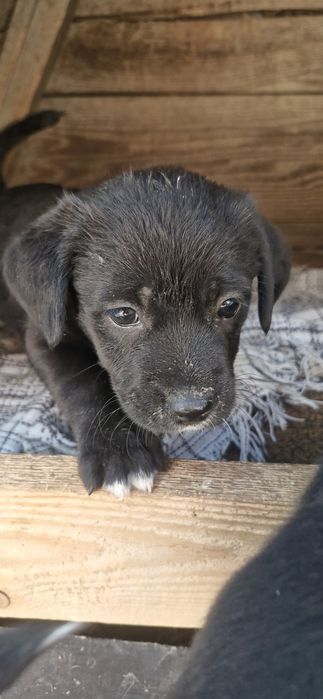 Dau bishoni havanezi in adopție