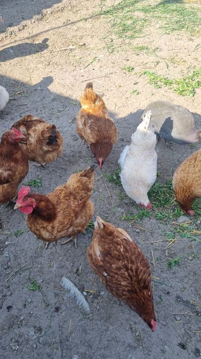 Oua de casa din propria ograda