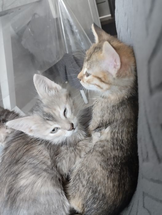 Отдам котят в добрые руки