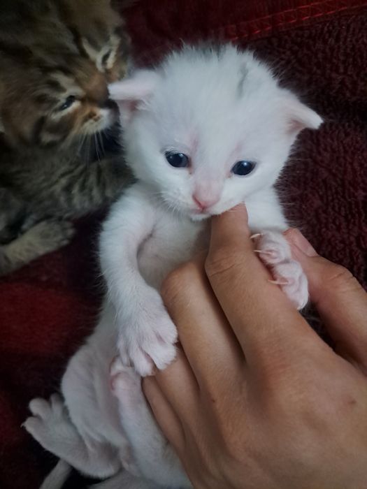 шотландский мушук болалари