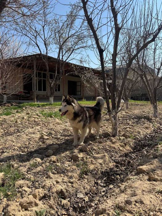 Собака " Сибирский Хаски"