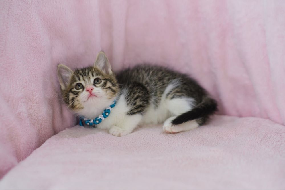 Европейские короткошерстные котята