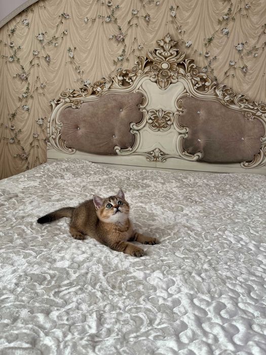 British shorthair băiețel