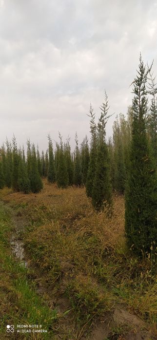 арча кучатлари оптом нархларда