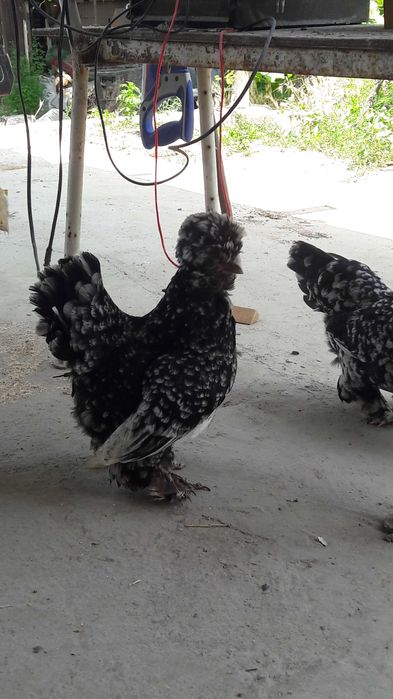 Продаётся дикаративные куры