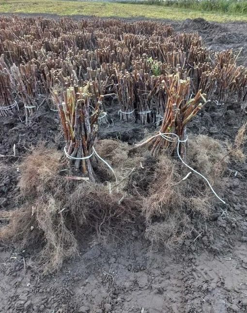 Butasi zmeura si coacaze negre si rosi