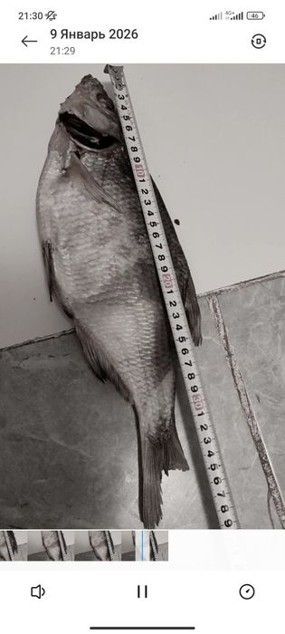 Вяланные рыбы.лещ.жерих.рыбец