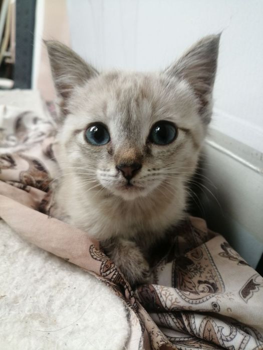 Сиамский котенок 1.5 мес