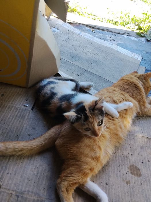 отдам котенка девочка