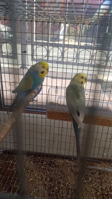 Продавам двойка вълнисти папагали