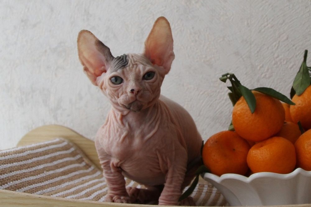 Котята сфинксы .