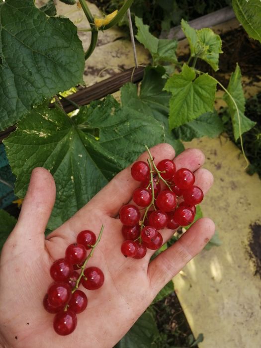 декабрист, комнатный цветок