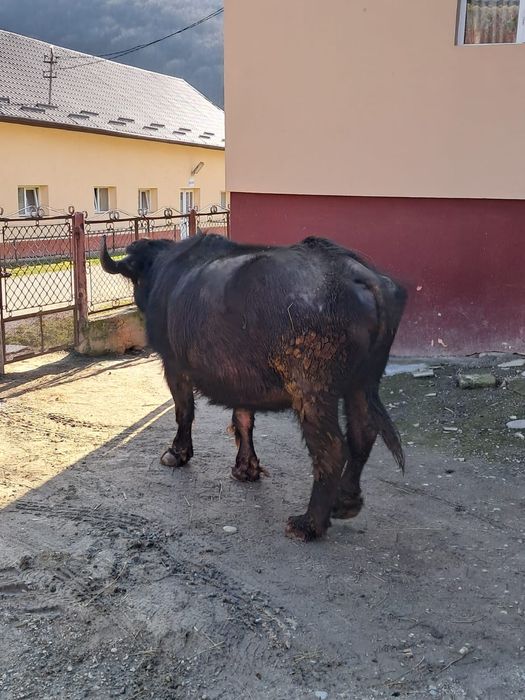 Se vinde Bivolita gestanta.